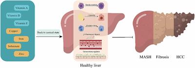 Exploring the interactions between metabolic dysfunction-associated fatty liver disease and micronutrients: from molecular mechanisms to clinical applications
